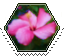photo of a pink flower stamp